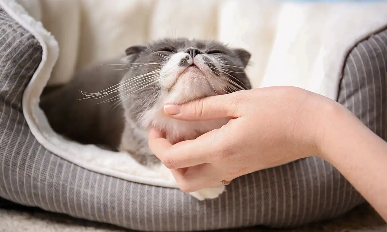 A person petting a cat in a cat bed.