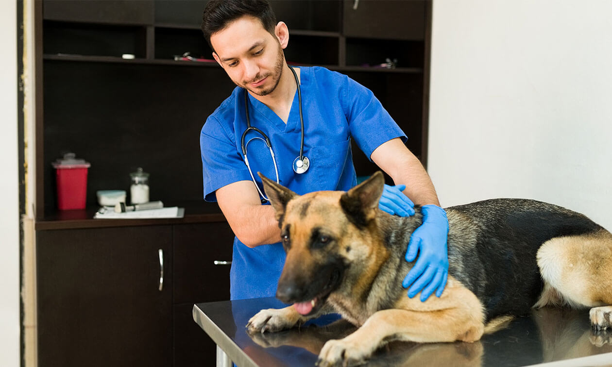 What Is TPLO Surgery for Dogs? | Zoetis Petcare