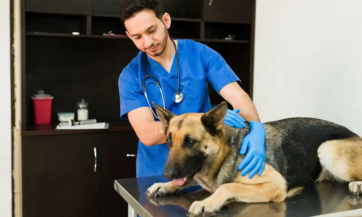 A man in blue scrubs holding a dog on an exam table.