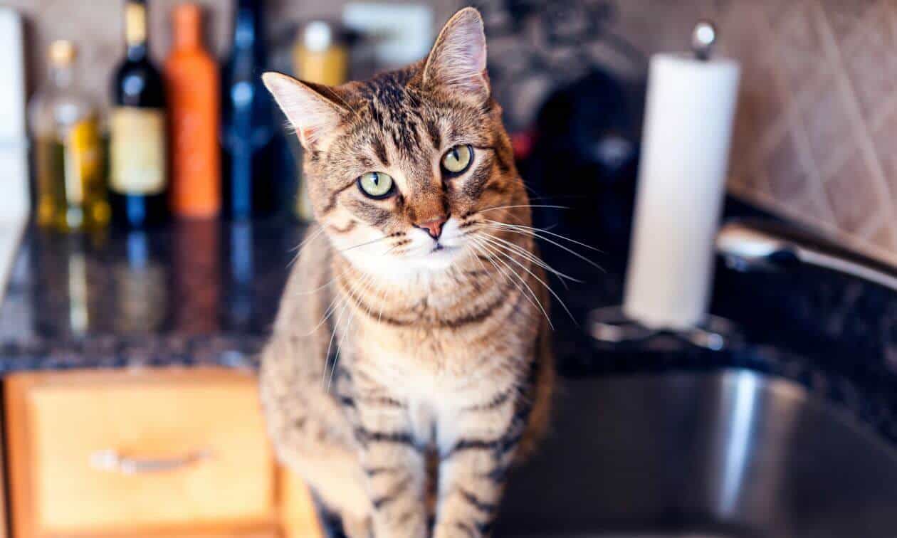 Cat on the counter