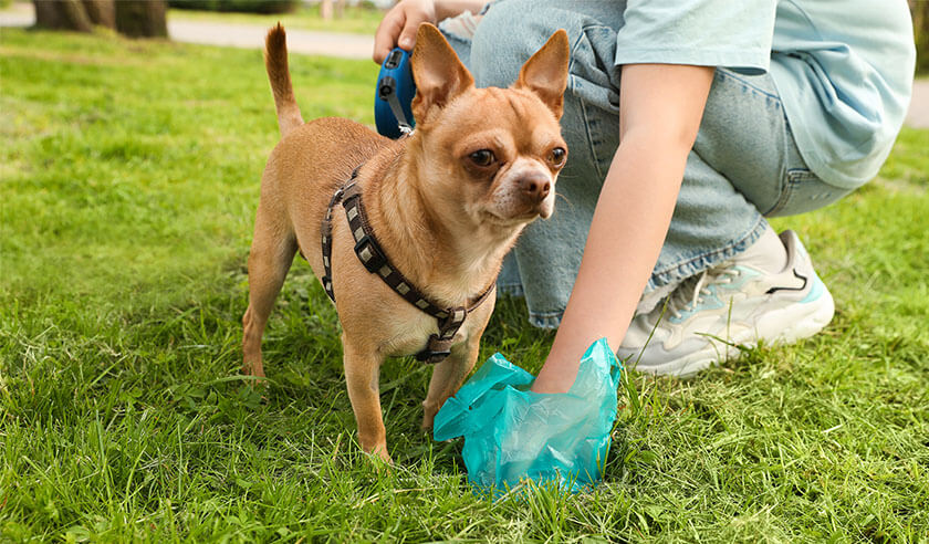 Decoding Your Dog’s Poop