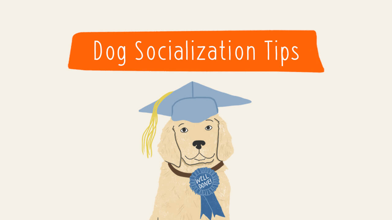 Dog Socialization