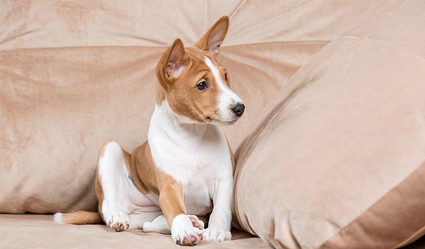 Everything to Know About Intestinal Worms (Parasites) in Dogs