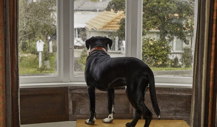 How to Help a Dog with Separation Anxiety