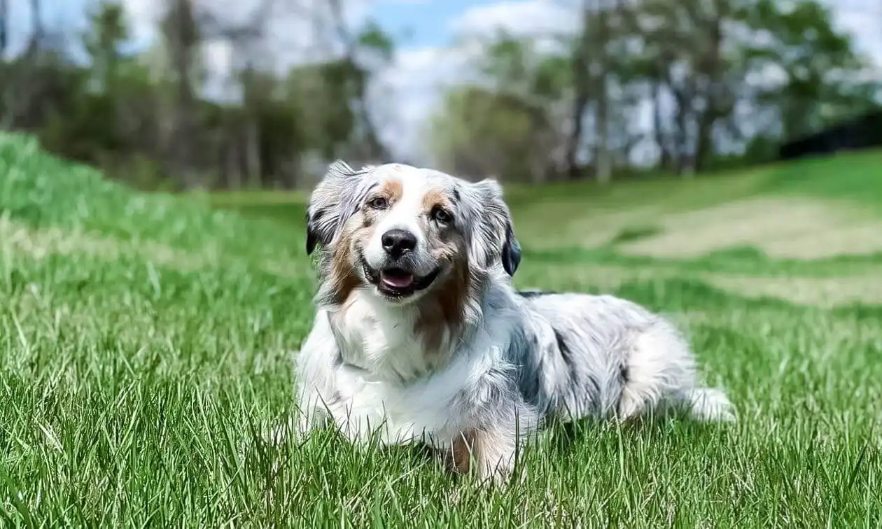 Smiling Dog
