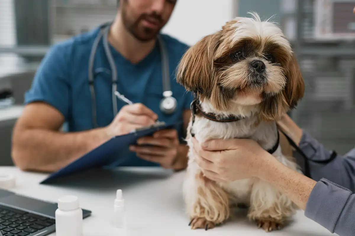 Veterinarian writing notes as he examines dog.