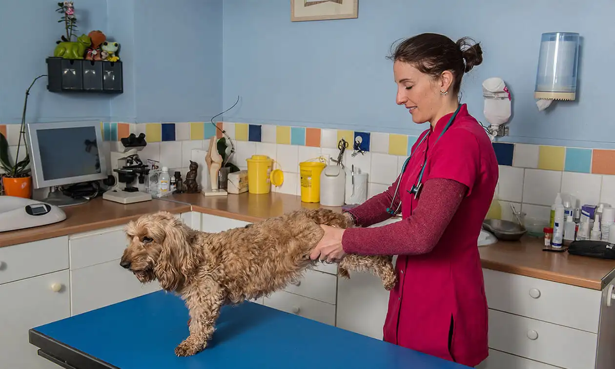 Veterinarian stretching a small dog's back legs.