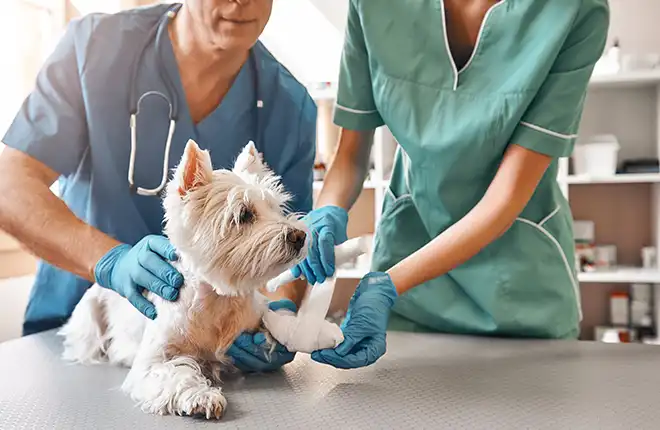 A dog being examined by a vet.
