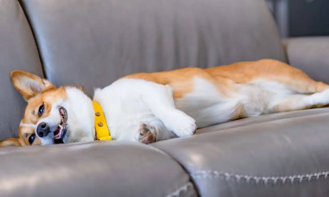 A dog laying on its back on a couch.