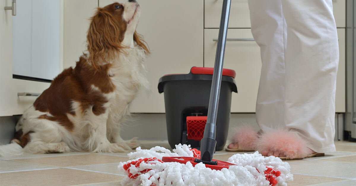 Pet Safe Cleaning Products For Your Home Zoetis Petcare