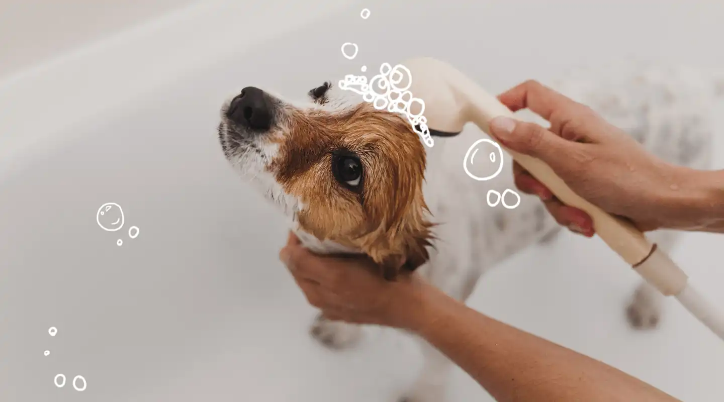 A person brushing a dog's hair in a bathtub.