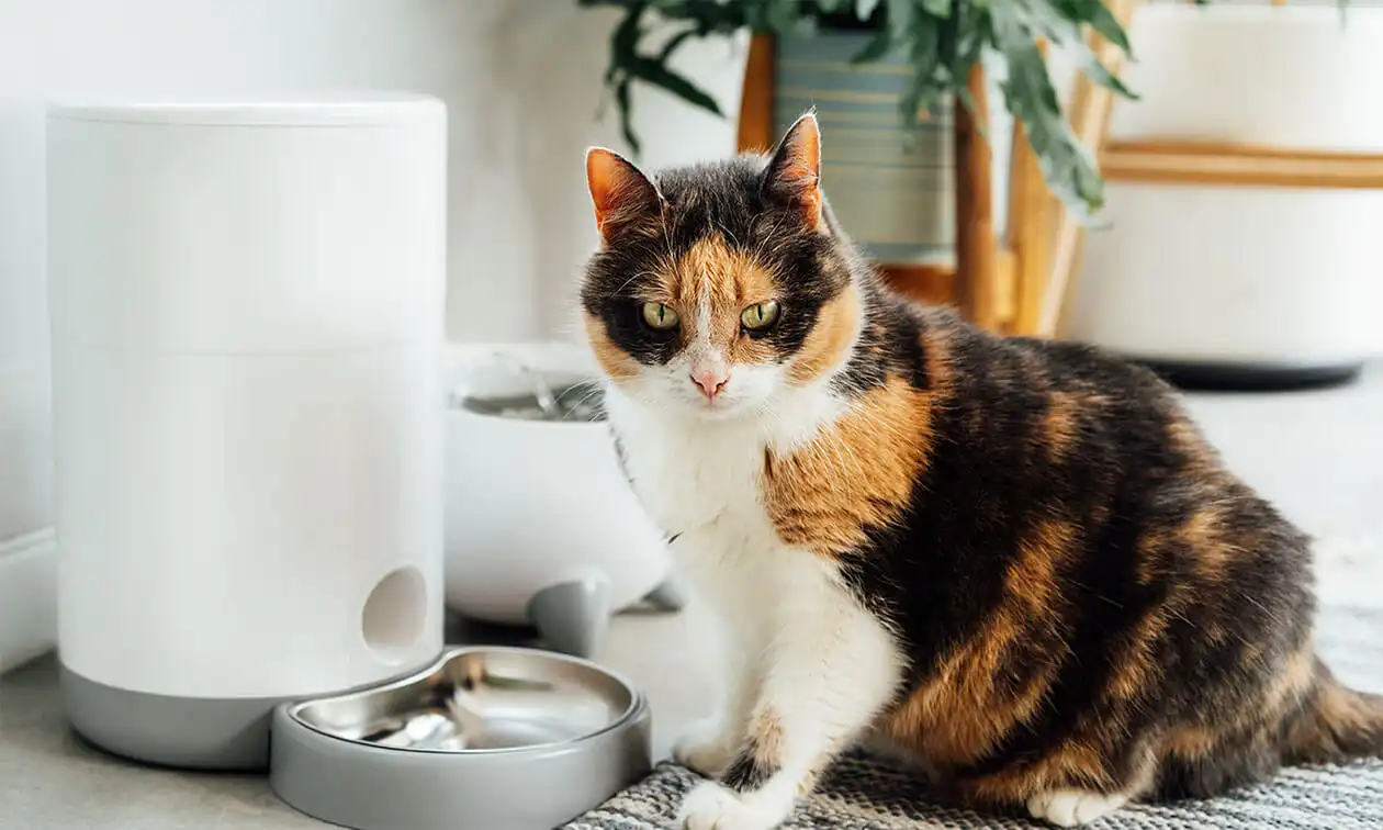 A calico cat sitting next to a water fountain.