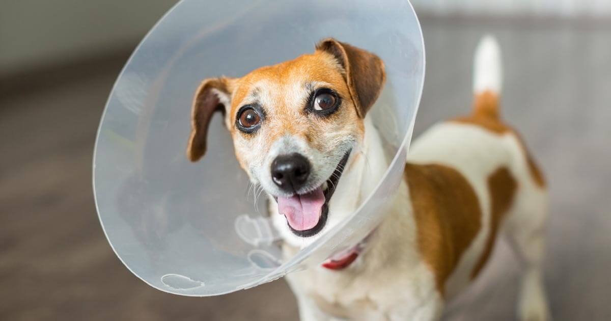 How To Make The Dog Cone More Comfortable | Zoetis Petcare