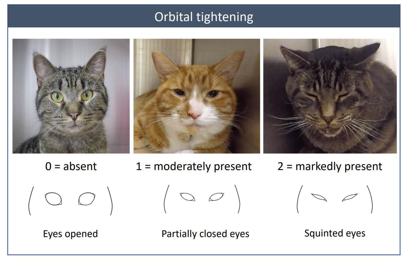 Feline orbital tightening