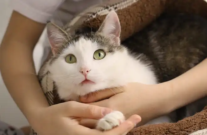 A person holding a cat in their arms.