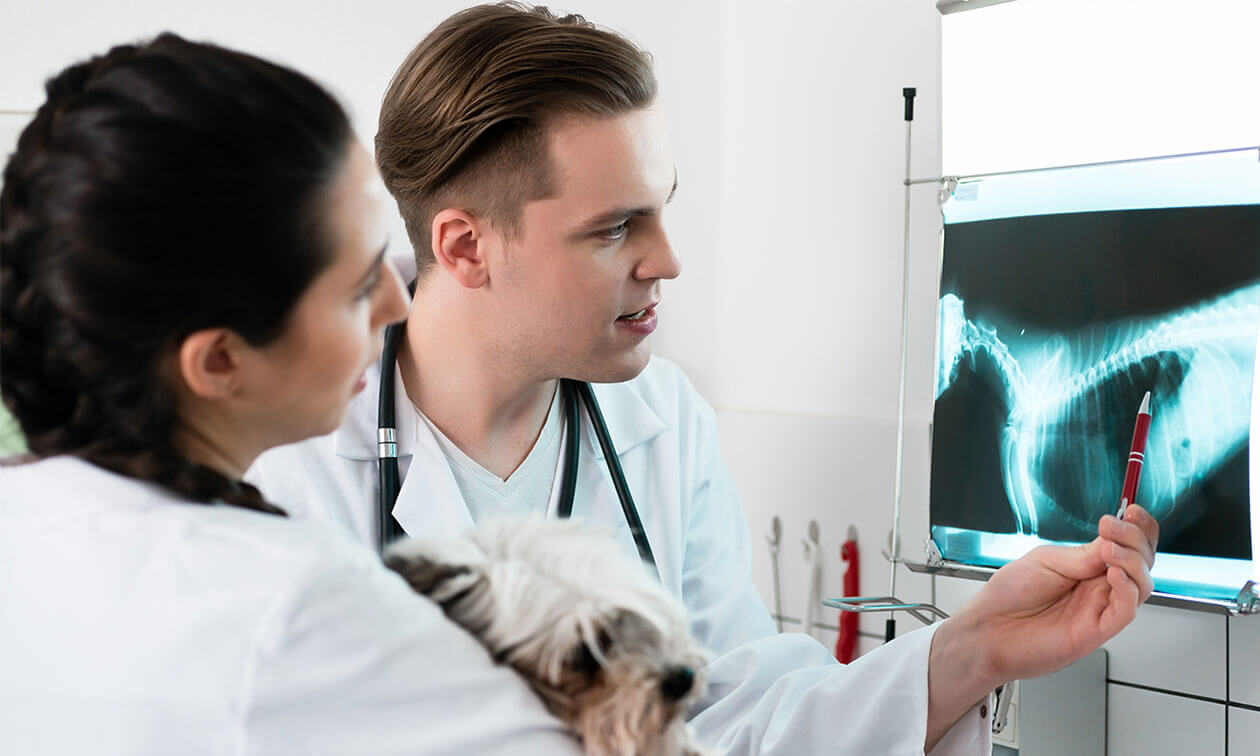 A vet examines an x-ray of a dog.