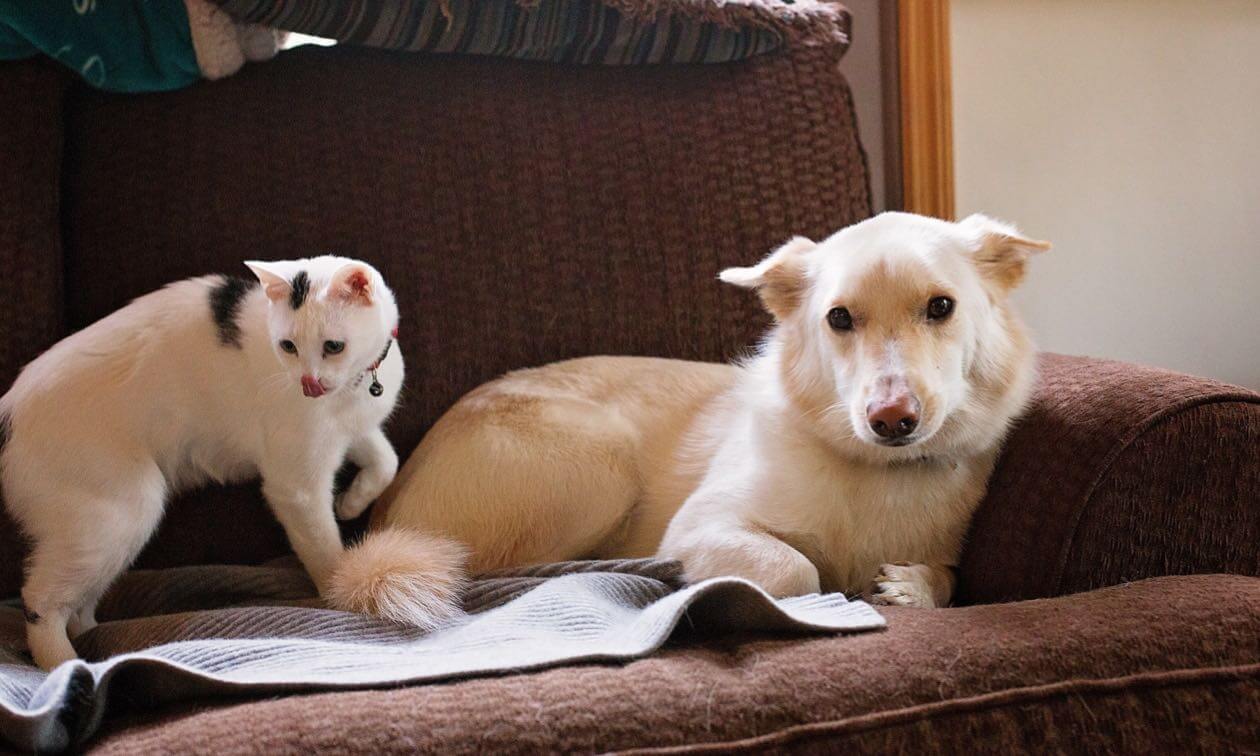 Cat and dog on the couch