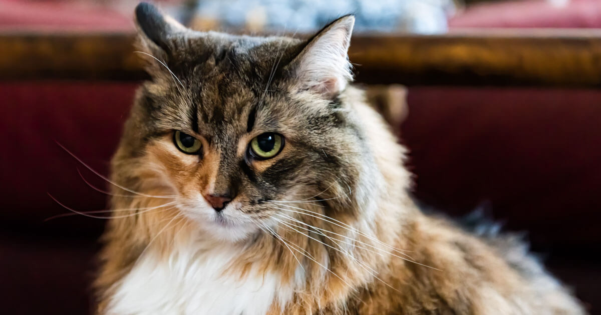 6 Signs Your Cat Is Angry