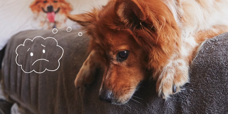 How Your Dog Is Telling You They’re in Pain
