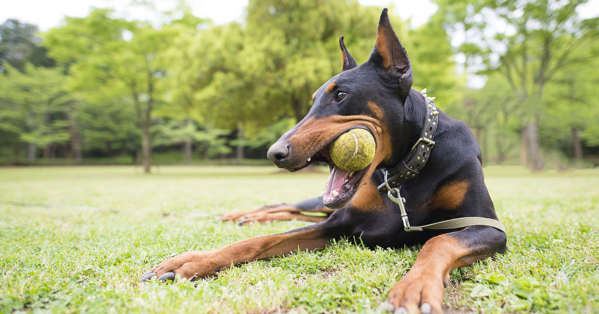What Type of Chew Toys are Safe for Dogs?