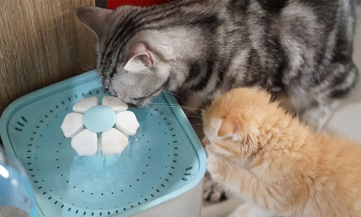 Buying a Cat Water Fountain? Here's What to Know | Zoetis Petcare