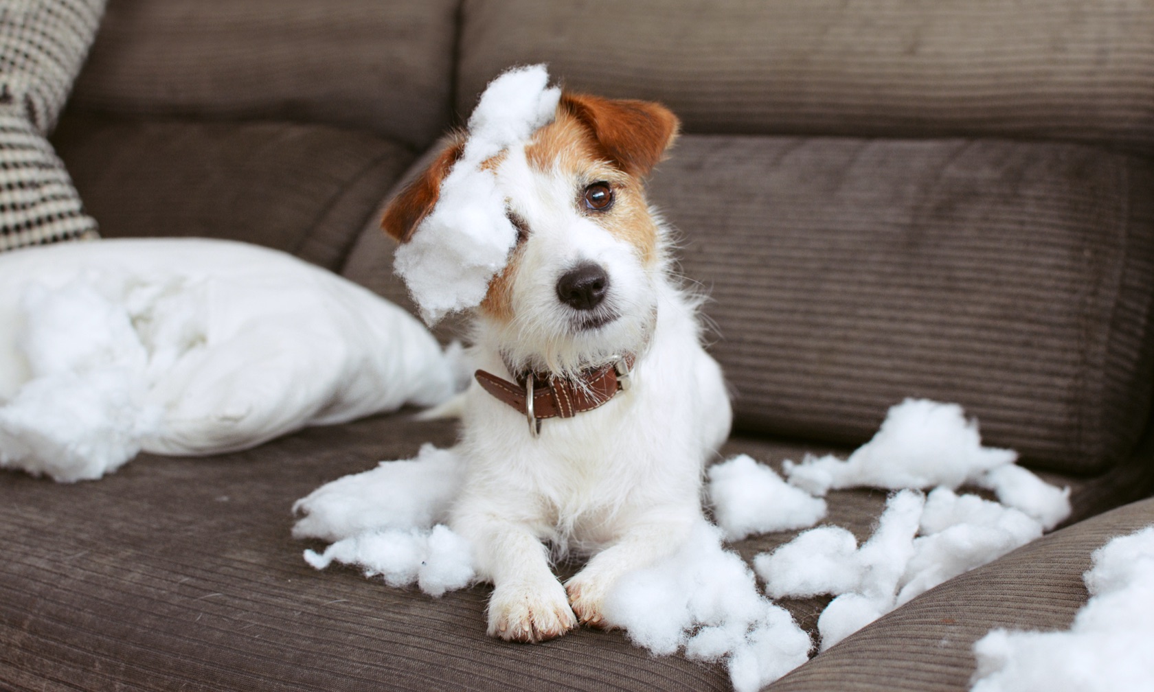 How to Puppy Proof Your Home Without Sacrificing Style - This Dogs Life