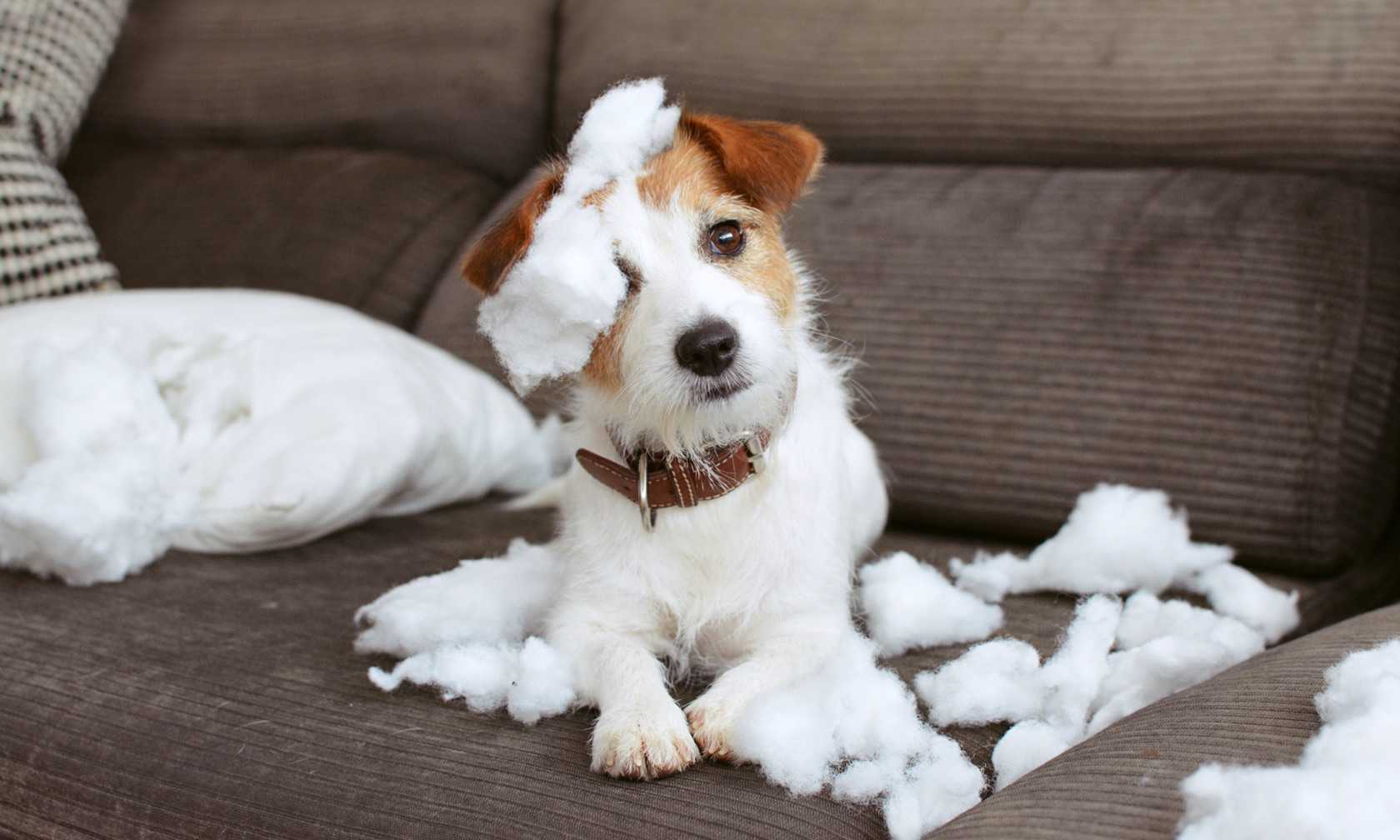 Dog sitting in front of shredded pillow