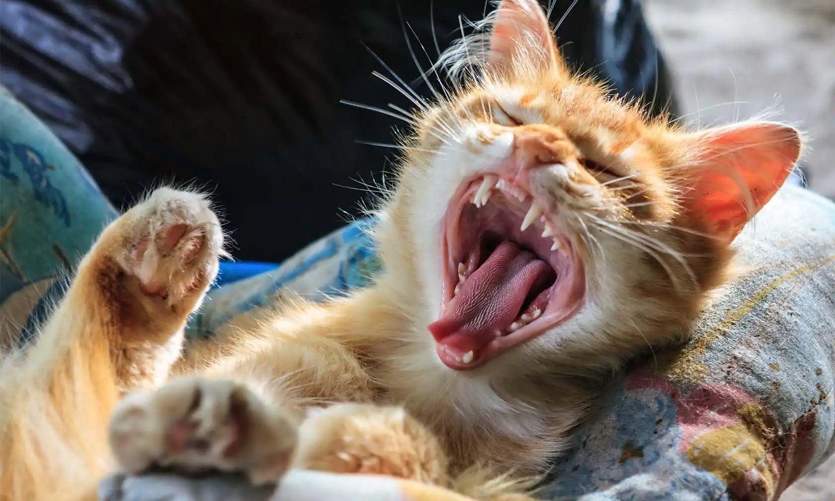 Cat Dental Cleaning