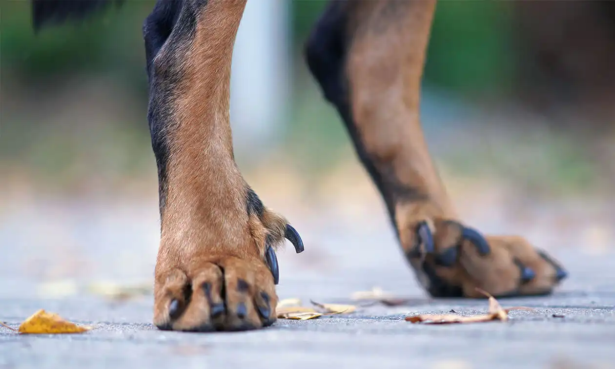 A close up of a dog's feet with leaves on the ground.