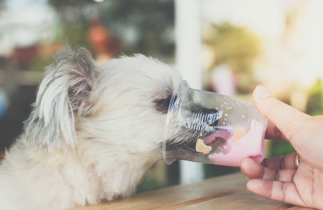 Dog Eating Ice Cream