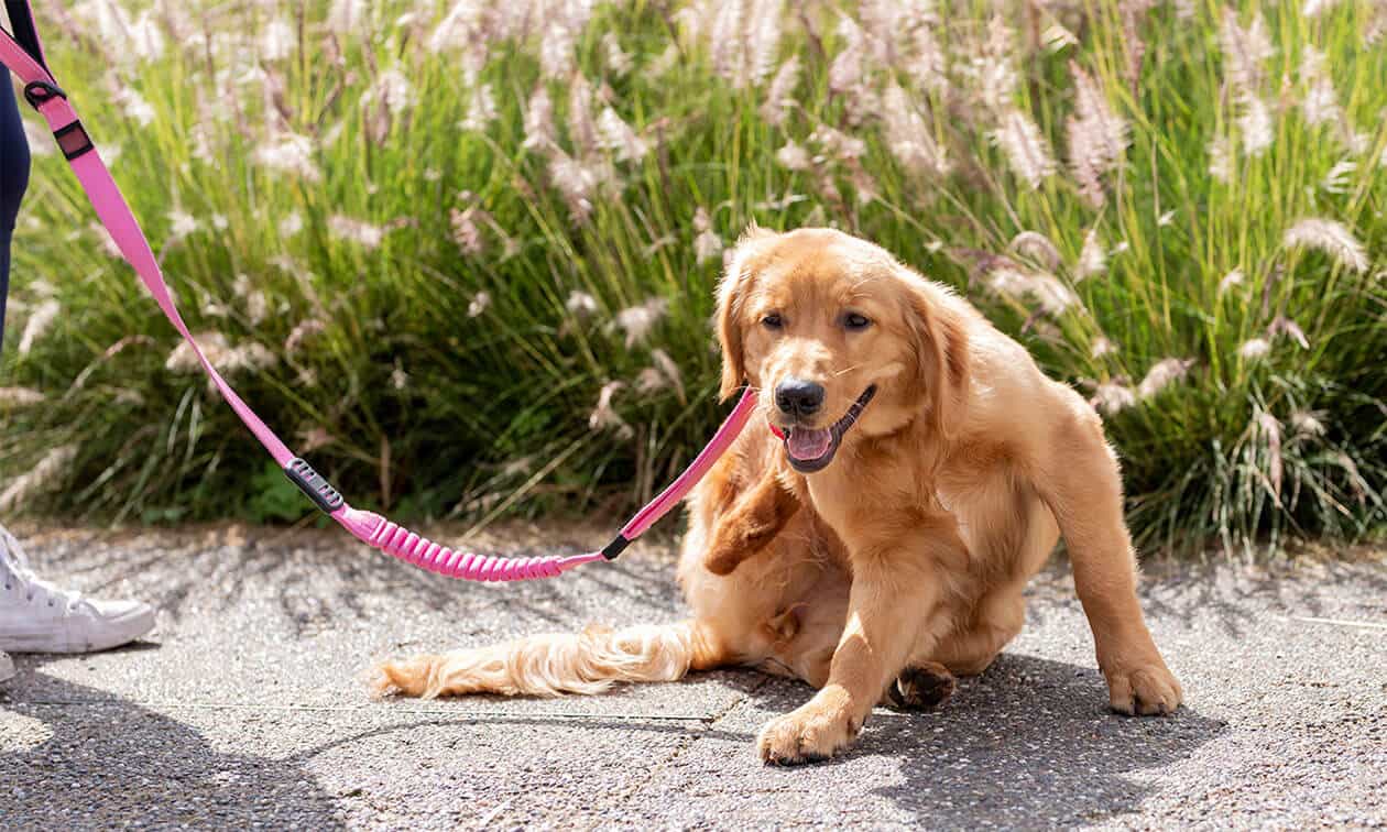 Dog on a leash scratching.