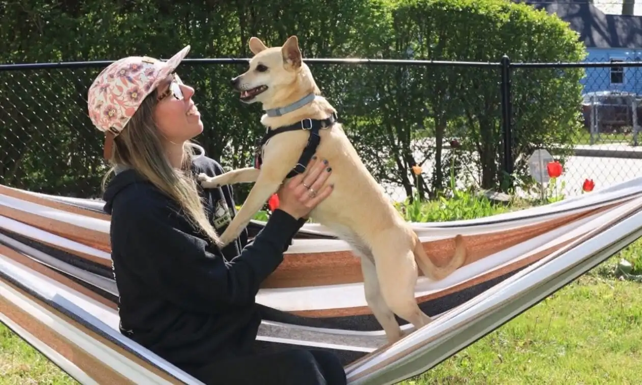 Dog playing in pool