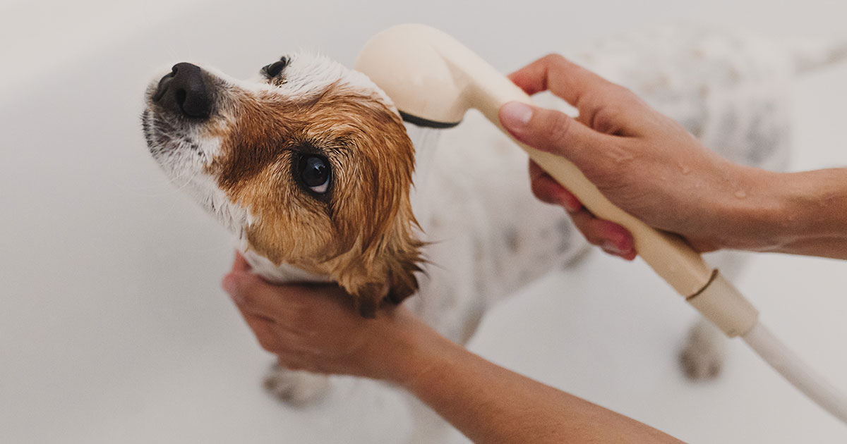 Dog Grooming Tub Hair Trap