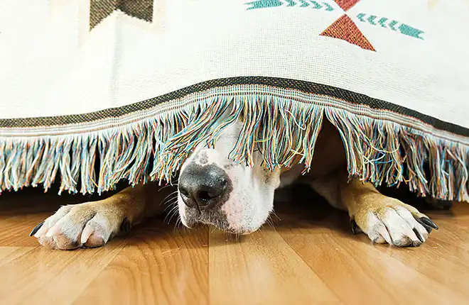 A dog is hiding under a blanket on the floor.