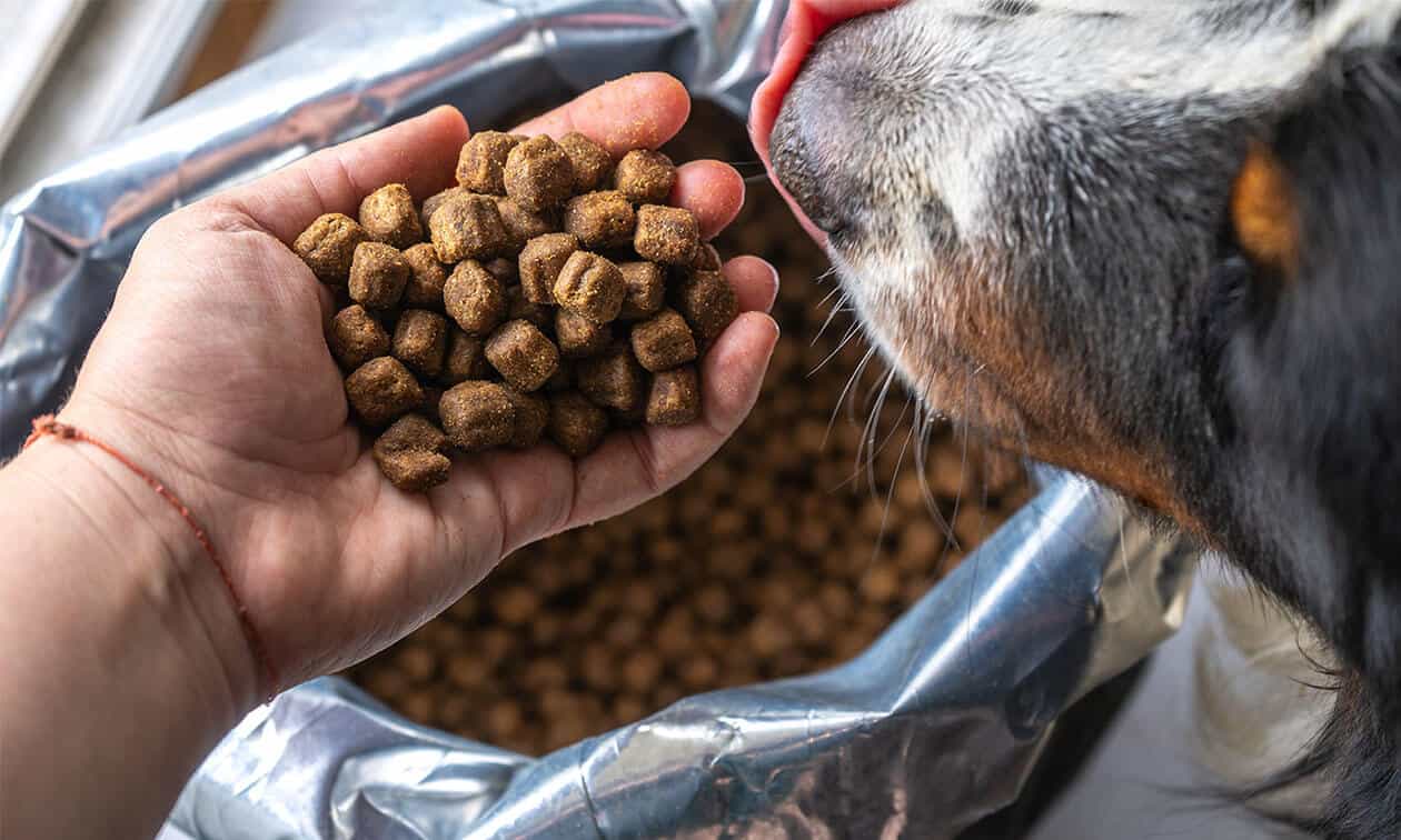 Handful of dog food in front of a dog's nose.
