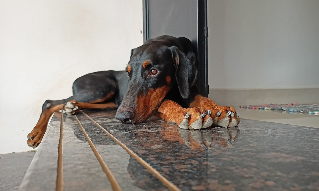 A black and brown dog laying on a tiled floor.