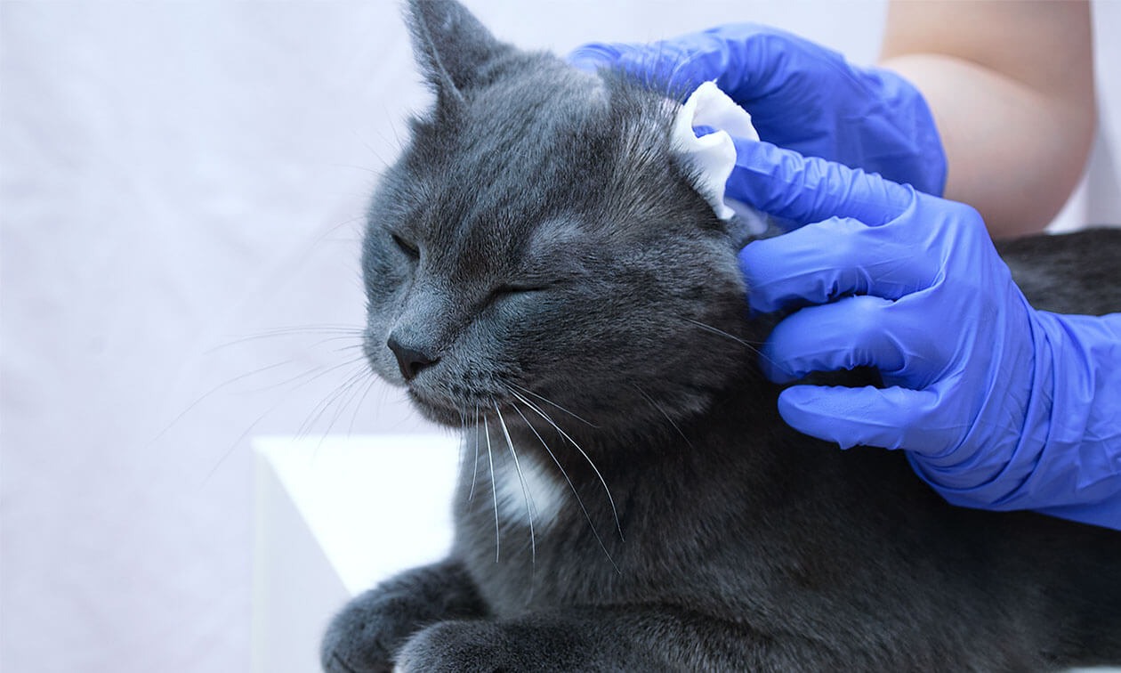 Cleaning a grey cat's ears.