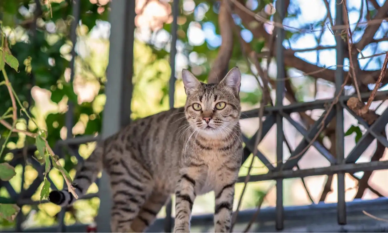 Cat standing outdoors.