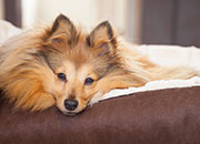 How to Create an Arthritis-Friendly Home for Your Dog