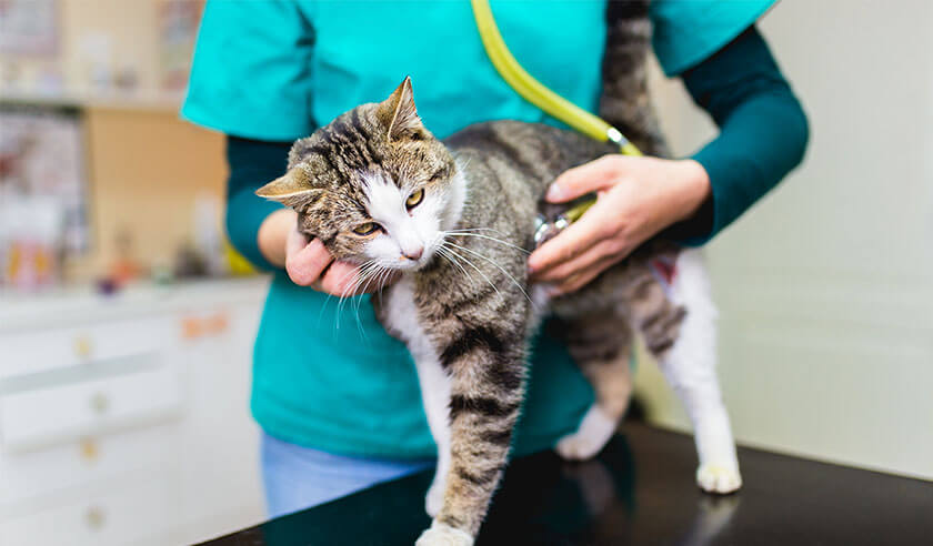 What Is a Cat-Friendly Practice?