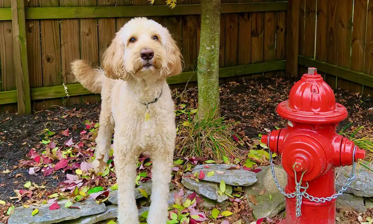 Goldendoodle outside next to a red fire hydrant.