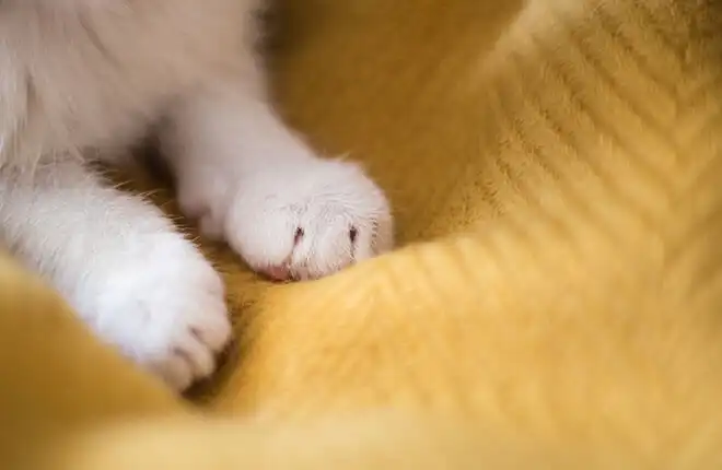 A close up of a cat's paw on a blanket.