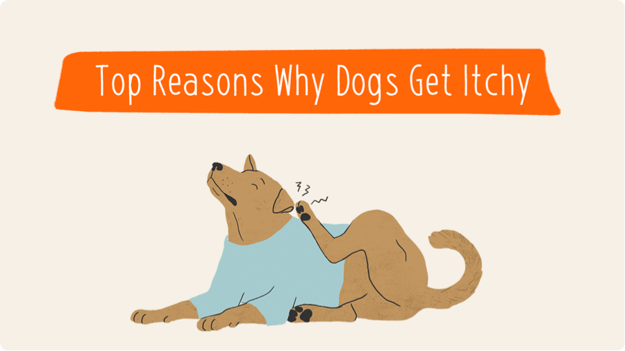 what causes dogs to itch constantly