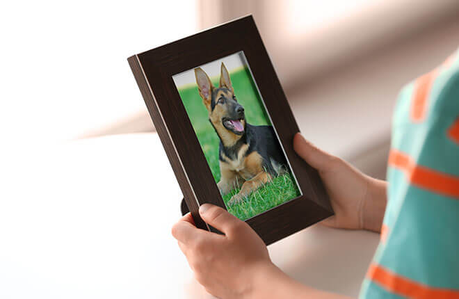 Grieving the Loss of a Pet