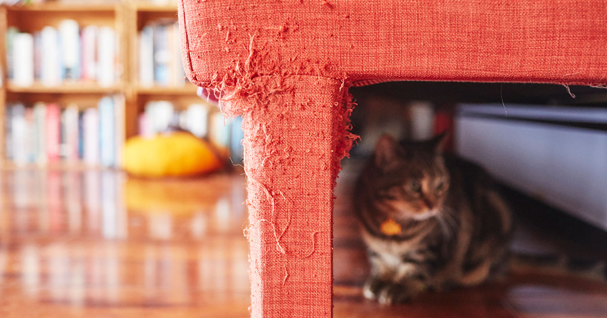Got cat scratches on the couch?