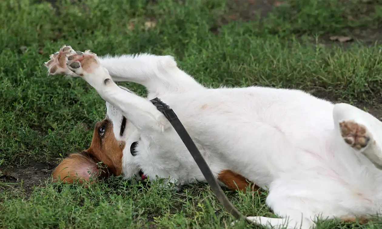 A dog rolling around on its back in the grass.