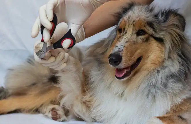 How to Trim Your Dog's Nails