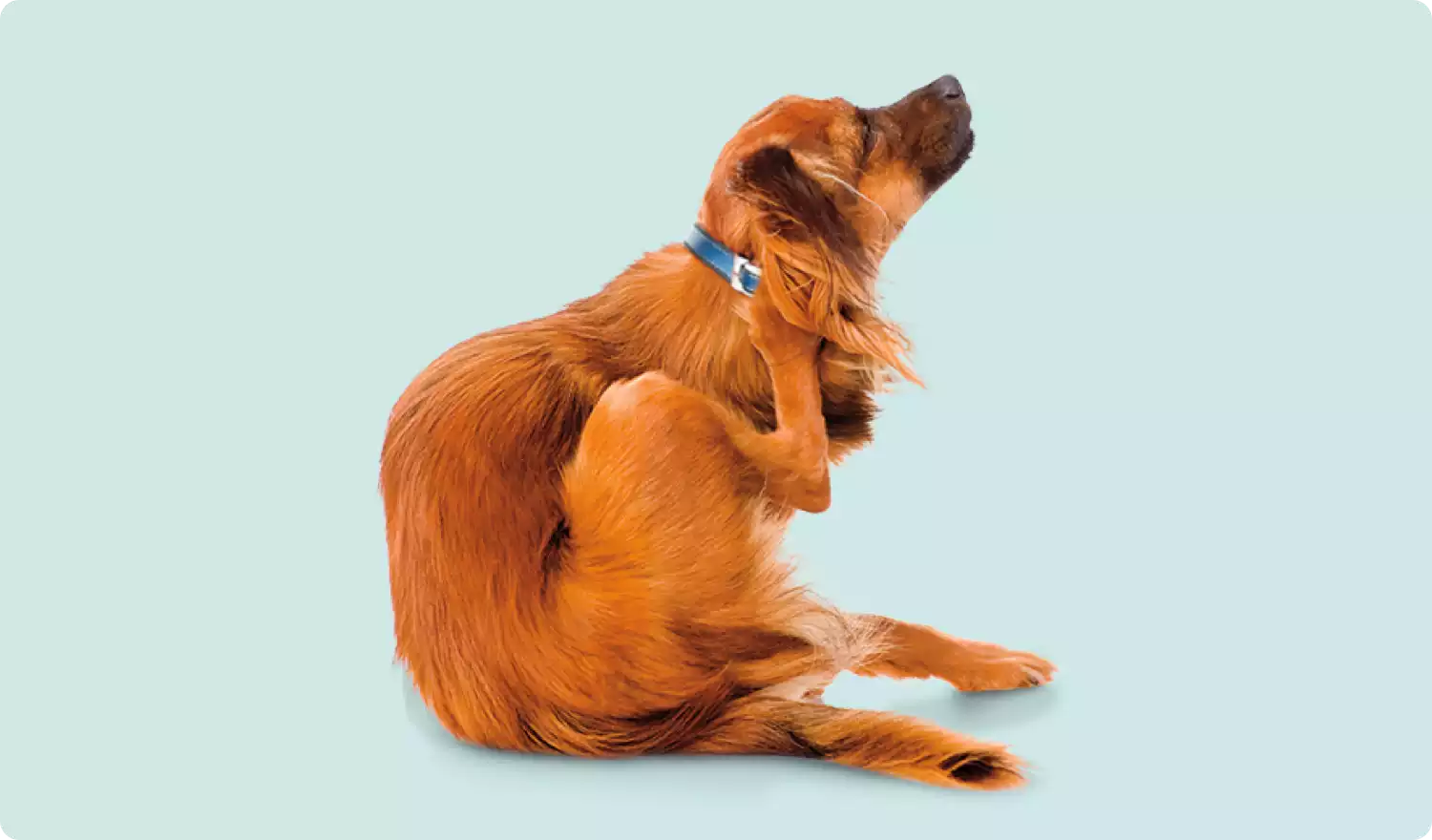 Signs of Allergic Itch in Dogs Zoetis Petcare