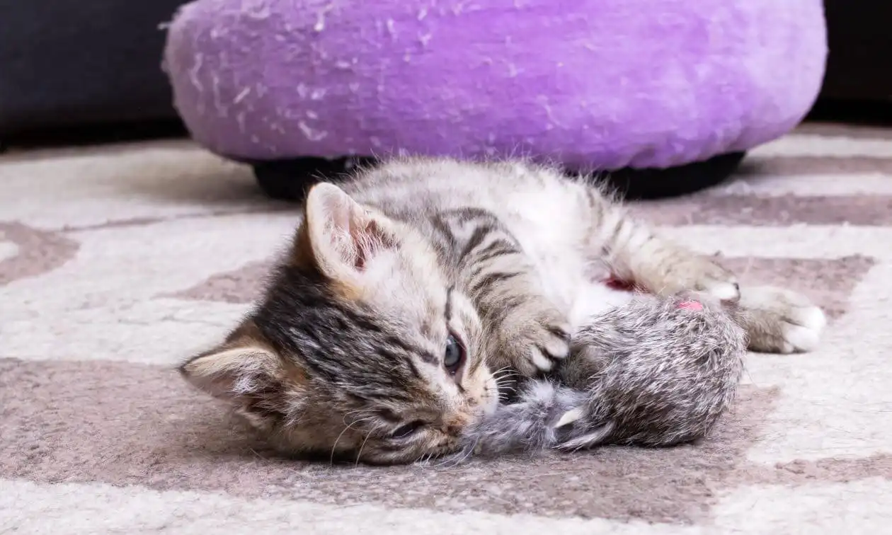 Kitten teething