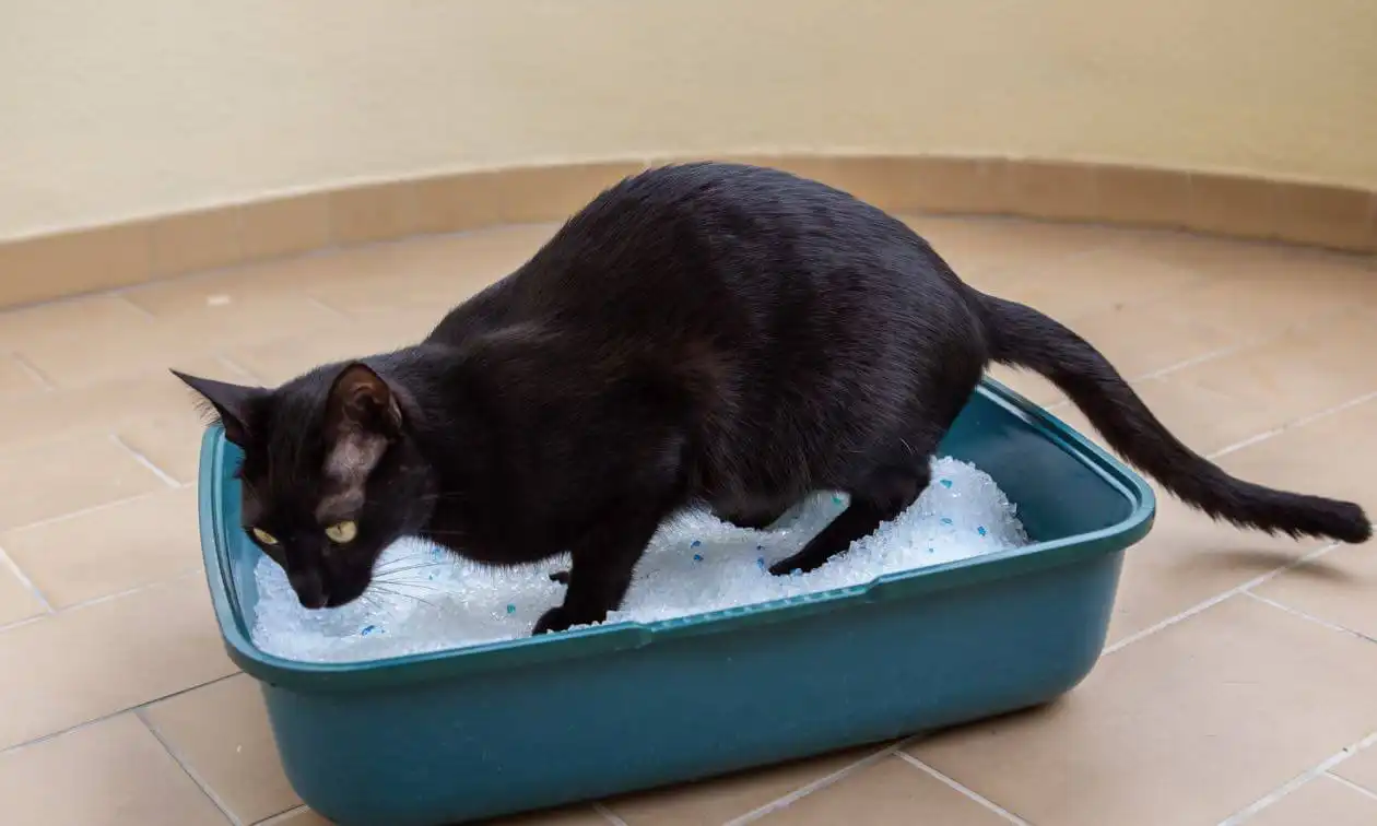 Cat in kitty litter box